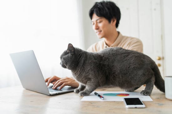 cat caregiver reporting on computer with feline on desk