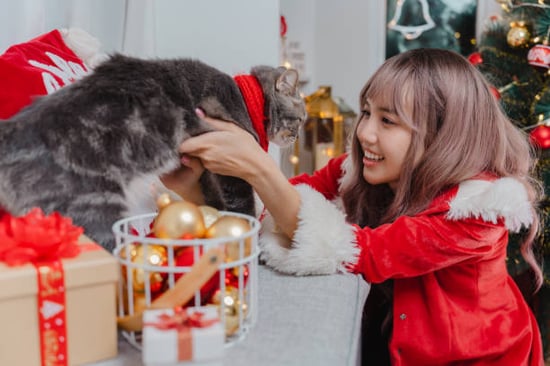 cat lover and cat with christmas outfits