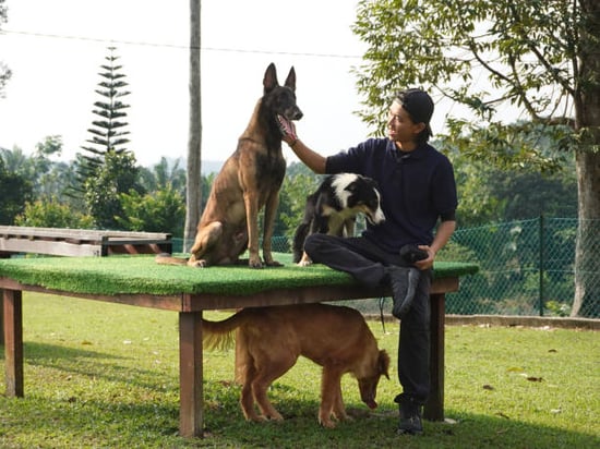 dog trainer outside with three dogs