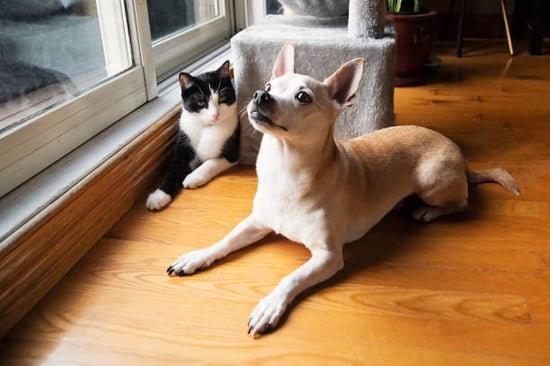 A dog and cat sit together