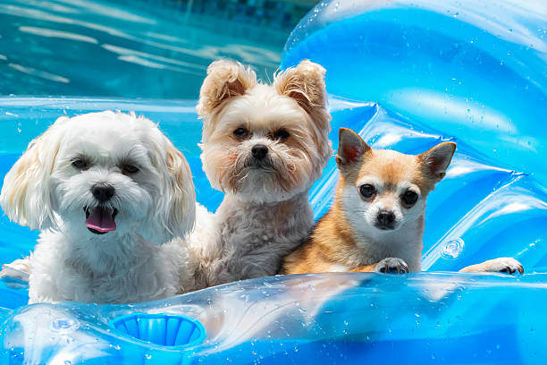 Creating a Themed Week at Your Doggy Daycare