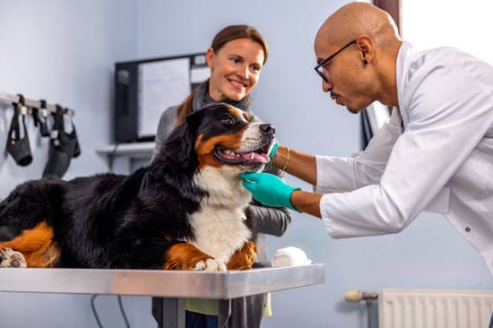 A dog is examined by a veterinarian