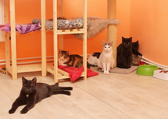 cat kennel pet care business