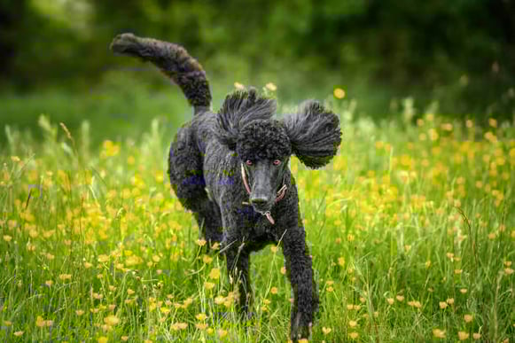 A black standard poodle runs through a field
