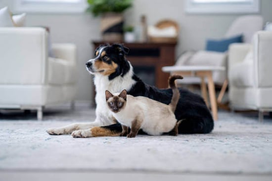 A cat and dog sit together