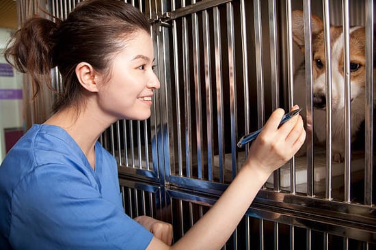 kennel owner checking on corgi at her boarding facility