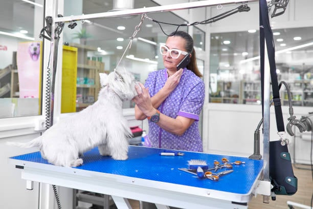 busy groomer on the phone while working with a dog on the table