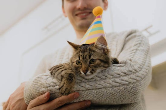 Cat birthday