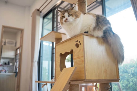 A cat lays on a cat tower