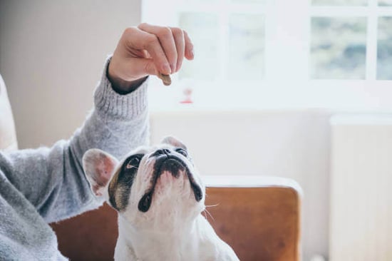 A dog is fed a treat