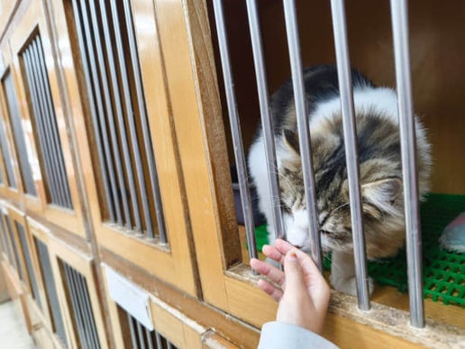 A cat sits inside an enclosure
