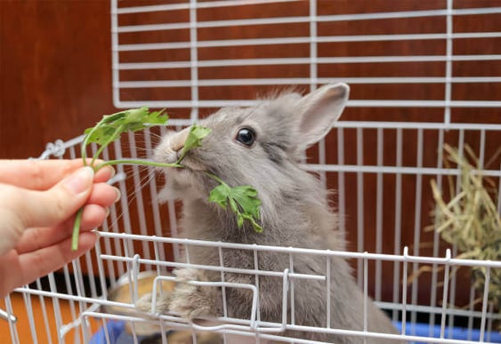 A rabbit is fed fresh vegetables by a person