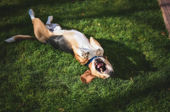 A dog rolls on turf grass