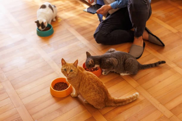 person with tablet feeding multiple cats