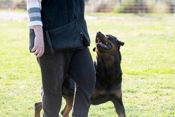 A Rottweiler dog looks up at a person while walking next to them