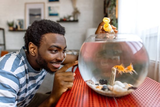 man feeding and admiring pet goldfish