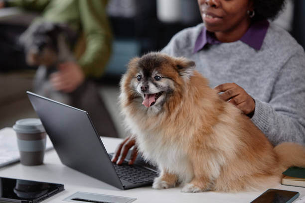 Online Booking Systems: A Must-Have for Pet Businesses