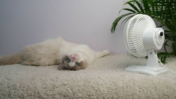 cat cooling off by a fan and shady plant