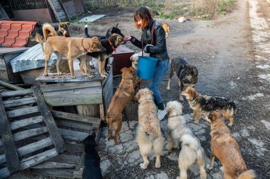 busy dog daycare owner