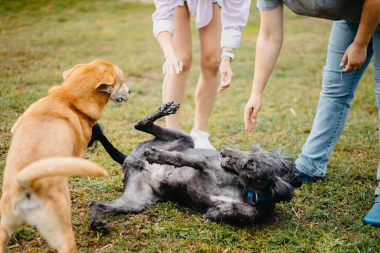 dog rolling over while trainer is managing group dog training classes