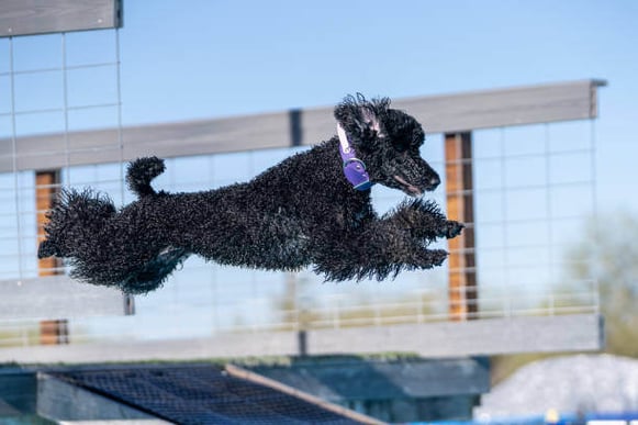 A black standard poodle does dock diving