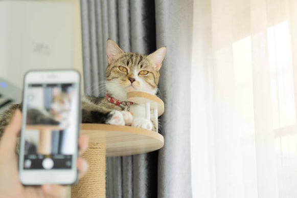 A person uses a phone to take a photo of a cat