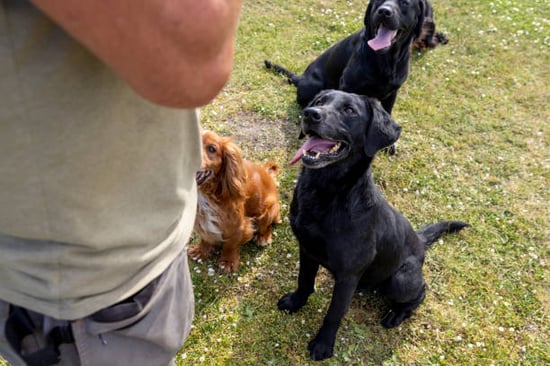 different dog breeds sitting for trainer outside
