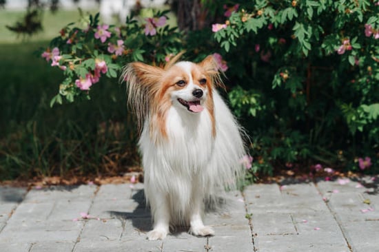 papillon dog smiling outside