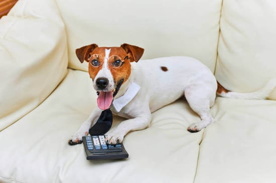 A dog sits in front of a calculator