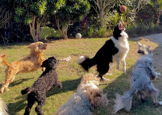 A group of dogs play together outside