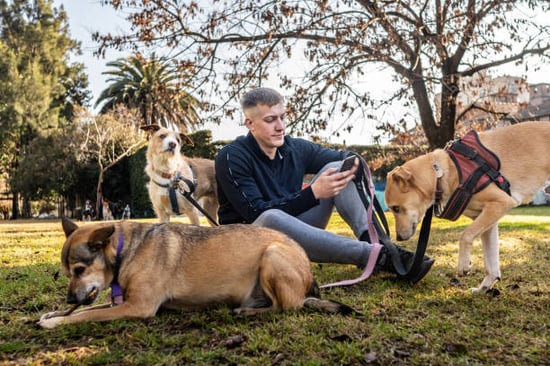dog walker at park checking messages on smart phone