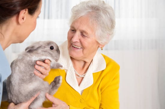 pet parent reuniting with her pet rabbit