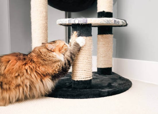 A cat scratches on a cat post