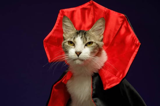 cat in vampire costume