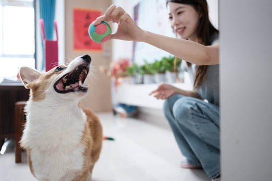 A woman plays ball with a dog