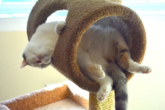 cat sleeping in a cat tree