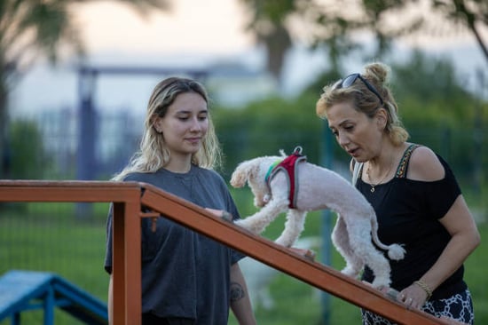 owner and dog trainer working together