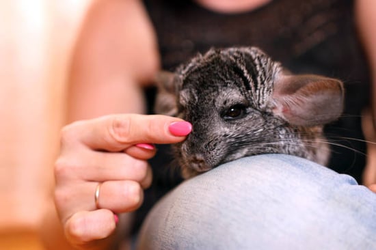 pet owner petting a chinchilla 