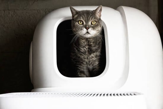 cat litter for optimal pet health