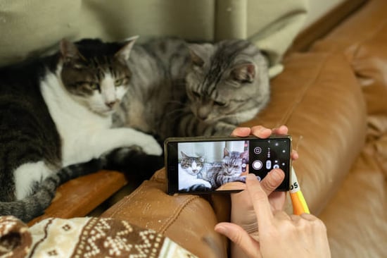 two cats snuggling on a couch and a pet-business owner taking a photo with a smartphone