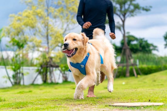 A dog runs outside