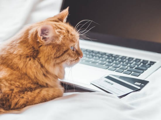 A cat lays in front of an open laptop and credit cards