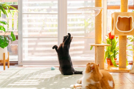 two cats hanging out and playing in a cat kennel