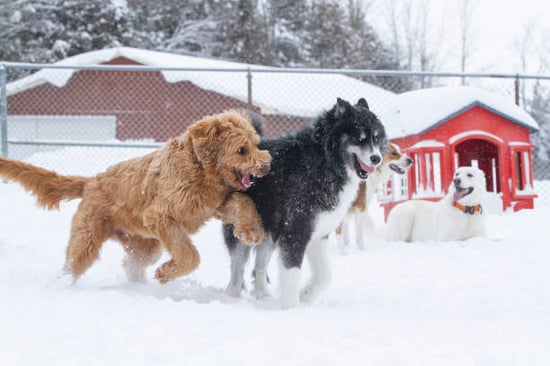 dogs outside in the snow playing at a kennel