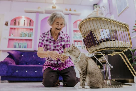 woman feeding a tube treat to an adult cat in a trendy cattery