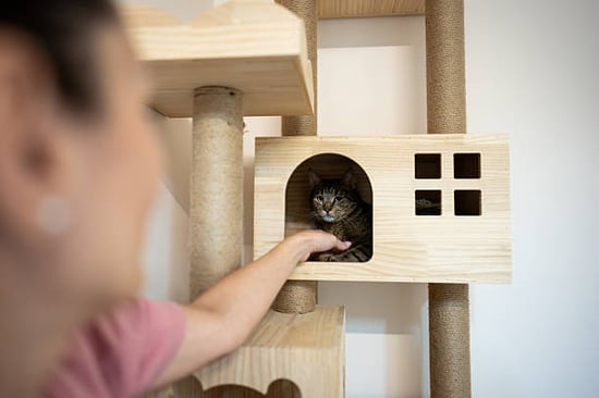 cat in a cat house during pet boarding stay
