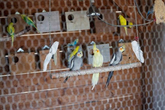 large bird kennel with parakeets hanging out