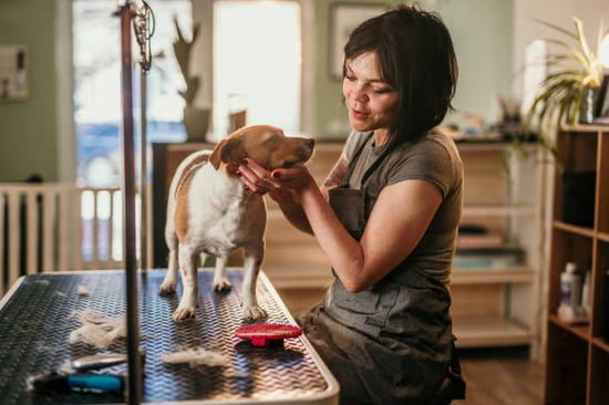 dog groomer and pup on table