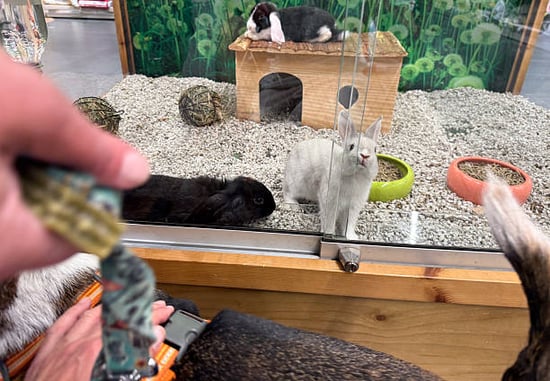 rabbits in an enclosure with pet loving people