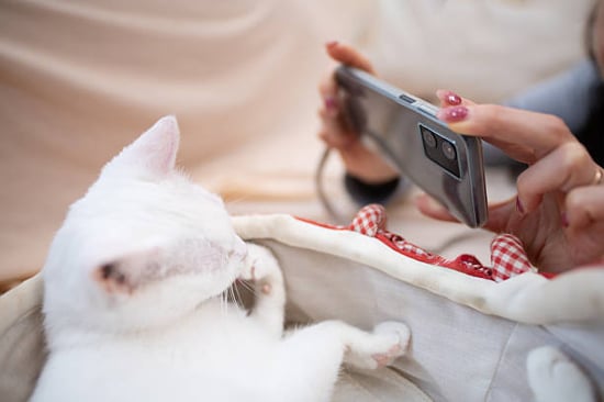 cat kennel owner taking photo of cat with smartphone